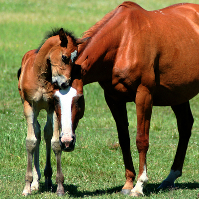 Horse with foal